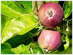 116 Cambourne in June  Apples