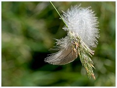 117 Cambourne in June  Feather