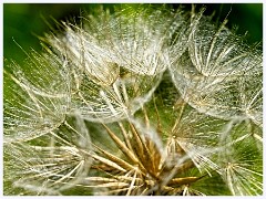 118 Cambourne in June  Seedhead