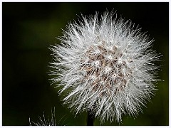 119 Cambourne in June  Seedhead