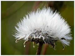 120 Cambourne in June  Seedhead