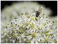121 Cambourne in June  Fly