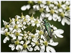 124 Cambourne in June  Green Stag Beetle
