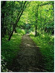 132 Cambourne in June  Monkfield Wood