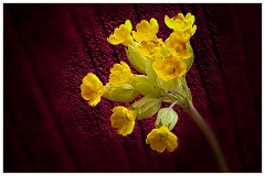 005 In the Garden April  Cowslip