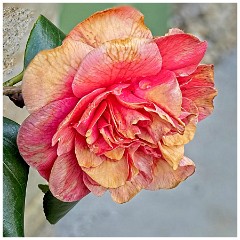 009 In the Garden April  Fading Camellia