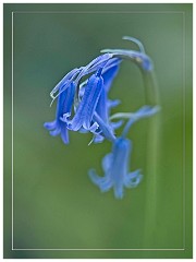 010 In the Garden April  Soft focus Bluebell