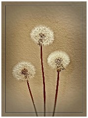 011 In the Garden April  Dandelions