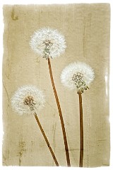 012 In the Garden April  Dandelions