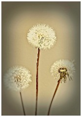 013 In the Garden April  Dandelions
