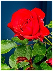 016 In the Garden May  Rose