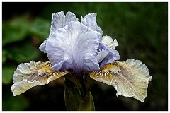 019 In the Garden May  Iris