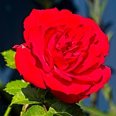 020 In the Garden May  Rose