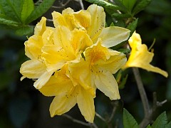 021 In the Garden May  Azalea