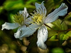 022 In the Garden May  Clematis