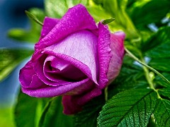023 In the Garden May  Rose