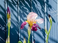 025 In the Garden May  Iris