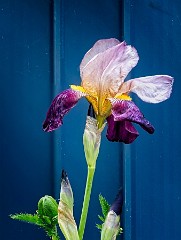 026 In the Garden May  Iris