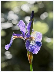 027 In the Garden May  Iris