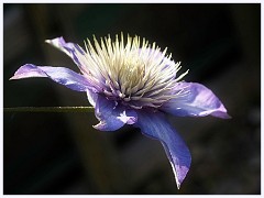 028 In the Garden May  Clematis