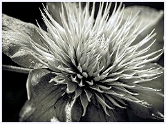 029 In the Garden May  Black and White Clematis