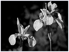 030 In the Garden May  Black and White Iris