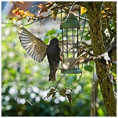 031 In the Garden May  Bird Feeder