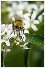 032 In the Garden May  Bee on the Gin and Tonic Plant