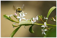 033 In the Garden May  Bee on the Gin and Tonic Plant