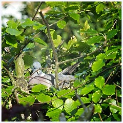 039 In the Garden May  Pigeon Nesting in the Garden