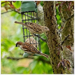 048 Birds in the Garden June  On the Bird Feeder