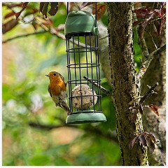 049 Birds in the Garden June  The Robin