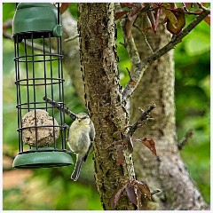 050 Birds in the Garden June