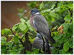 052 Birds in the Garden June  Wild Night of Rain and Father also Looking on