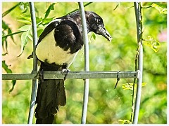 054 Birds in the Garden June  Local Magpie