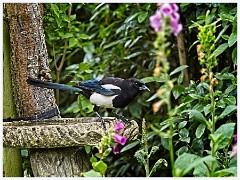 055 Birds in the Garden June  Magpie
