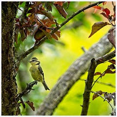 056 Birds in the Garden June  Bluetit