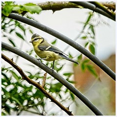 057 Birds in the Garden June  Bluetit