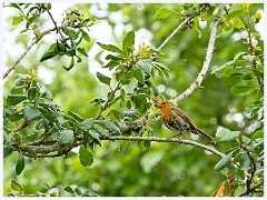 058 Birds in the Garden June  Robin