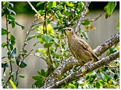 060 Birds in the Garden June  Garden Visitors