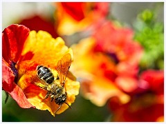 062 Flowers and Bugs in the Garden June  Hoverfly on Nemesia