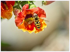 063 Flowers and Bugs in the Garden June  Hoverfly on Nemesia