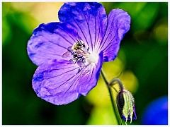 064 Flowers and Bugs in the Garden June  Bee on Geranium