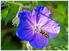 065 Flowers and Bugs in the Garden June  Hoverfly on Geranium