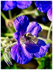 066 Flowers and Bugs in the Garden June  Bee on Geranium