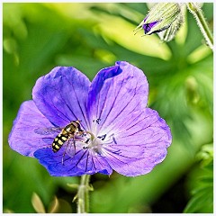 067 Flowers and Bugs in the Garden June  Hoverfly on Geranium