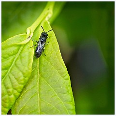 068 Flowers and Bugs in the Garden June  Bug on aLeaf