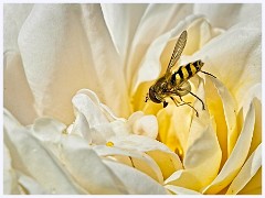 069 Flowers and Bugs in the Garden June  Hoverfly on Rose