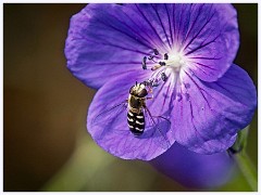 070 Flowers and Bugs in the Garden June  Hoverfly on Geranium