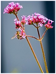 071 Flowers and Bugs in the Garden June  Hoverfly